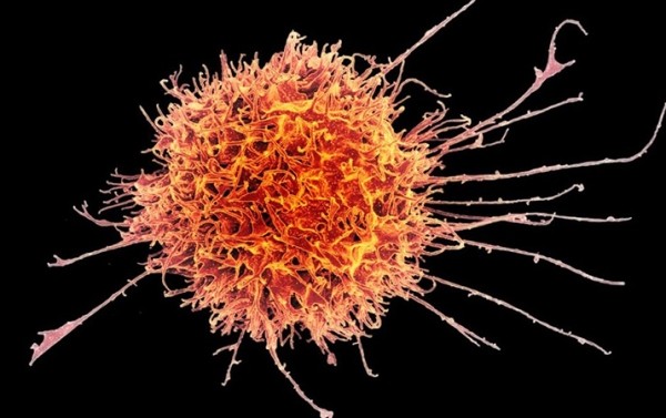 
        Соучастник тридемии: респираторно-синцитиальный вирус 			    